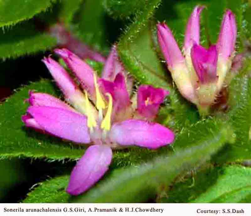 Sonerila arunachalensis G.S.Giri, A.Pramanik & H.J.Chowdhery